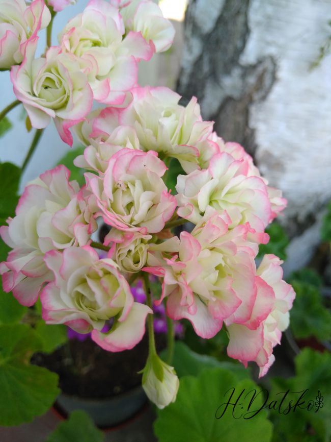 Пеларгонія Apple Blossom Rosebud. 70.00грн - Купить пеларгония на Ботанике